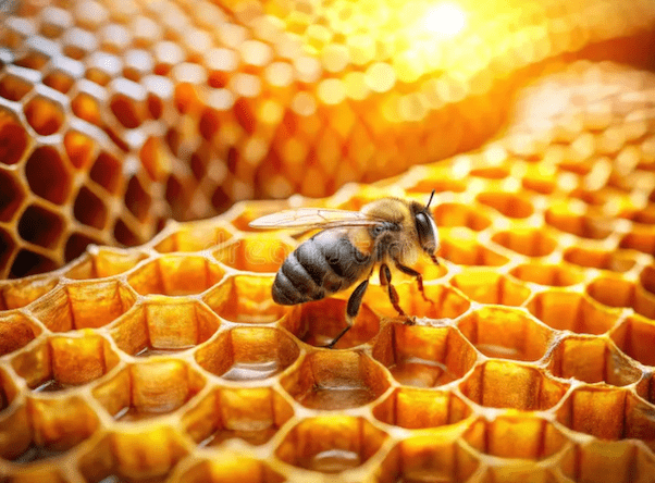 DIAGNOSTICS ORGANISATIONNELS & MANAGERIAUX